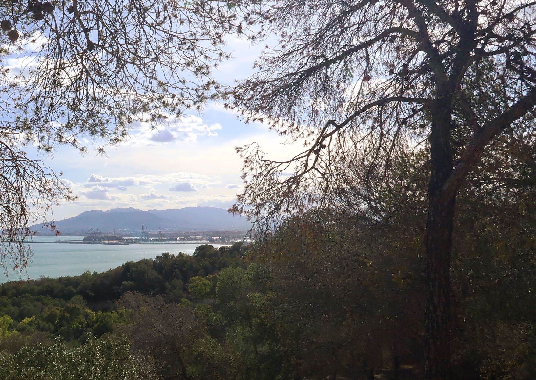 A photograph of the view from the plot, looking west through the trees across the bay to the port of Málaga and the mountains behind the city. Livermore, El Morlaco, Málaga.